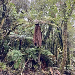 Dicksonia fibrosa