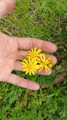 Senecio pinnatifolius
