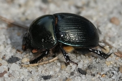 Geotrupes