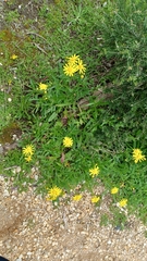 Senecio pinnatifolius