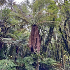 Dicksonia fibrosa