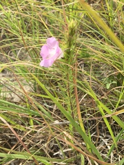 Agalinis densiflora