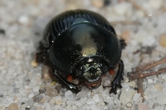 Geotrupes