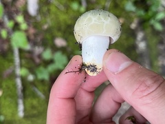 Russula crustosa