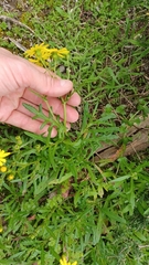 Senecio pinnatifolius
