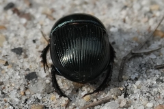 Geotrupes