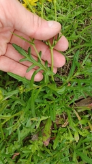 Senecio pinnatifolius