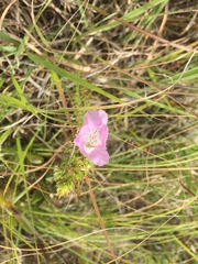 Agalinis densiflora