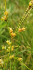 Juncus tenuis