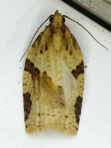 Cyclamen Tortrix, photo 3 of 10
