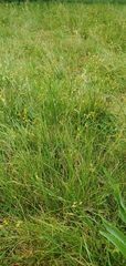 Juncus tenuis