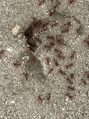 Pogonomyrmex californicus