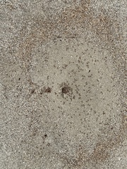 Pogonomyrmex californicus