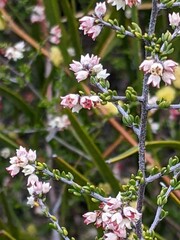 Cryptandra lanosiflora