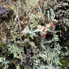 Cladonia bellidiflora