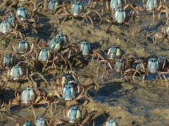 Mictyris longicarpus