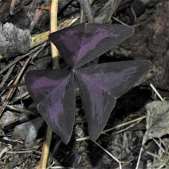 Oxalis triangularis