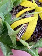 Homoeosoma electella