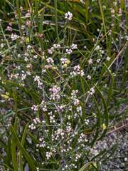 Cryptandra lanosiflora