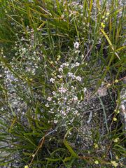 Cryptandra lanosiflora