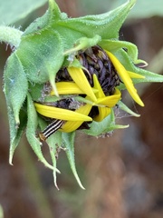 Homoeosoma electella