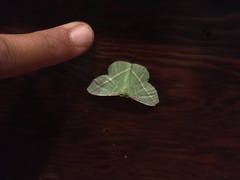 Dichorda illustraria