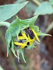 Homoeosoma electella