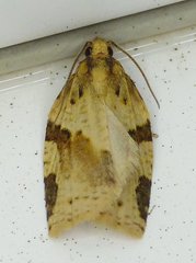 Clepsis spectrana