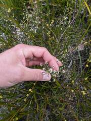 Cryptandra lanosiflora