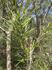 Notelaea microcarpa
