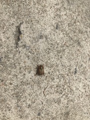 Popillia quadriguttata