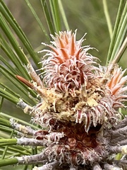 Pinus halepensis