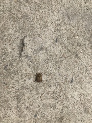 Popillia quadriguttata