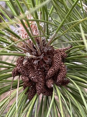 Pinus halepensis