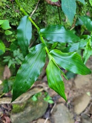 Ichnanthus pallens