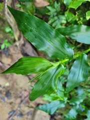 Ichnanthus pallens