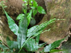 Ichnanthus pallens