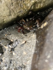Hemigrapsus nudus