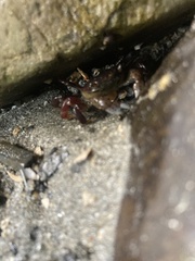 Hemigrapsus nudus