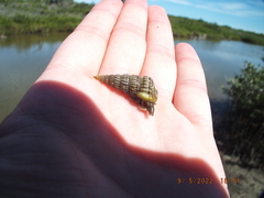 Cerithideopsis scalariformis