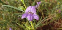 Eremophila gilesii