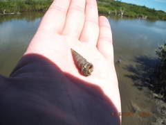 Cerithideopsis scalariformis