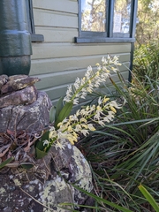 Dendrobium speciosum hillii