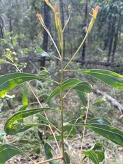 Acacia falcata