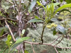 Hedycarya angustifolia