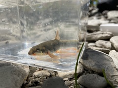 Rhinichthys cataractae