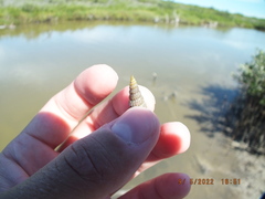 Cerithideopsis scalariformis