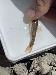 Rhinichthys cataractae