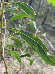 Acacia falcata