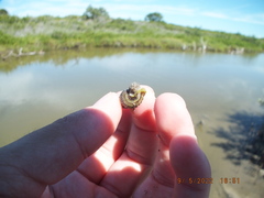 Cerithideopsis scalariformis
